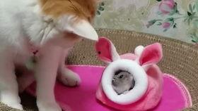 猫哥员工爆料视频播放,职场真相大曝光  第2张