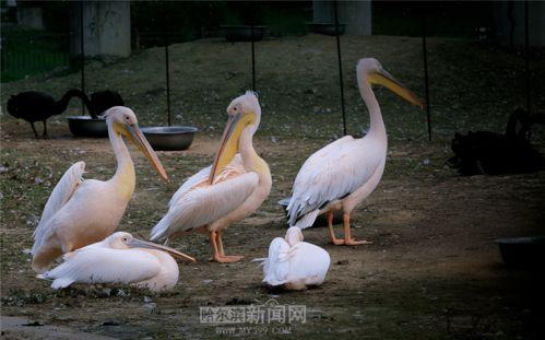 10月神奇动物爆料最新,神秘生物齐聚,奇幻世界再掀波澜 第3张 10月神奇动物爆料最新,神秘生物齐聚,奇幻世界再掀波澜 第3张