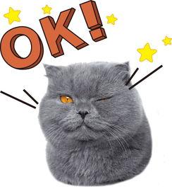 娱乐吃瓜猫原声